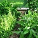 可食用的草药花园