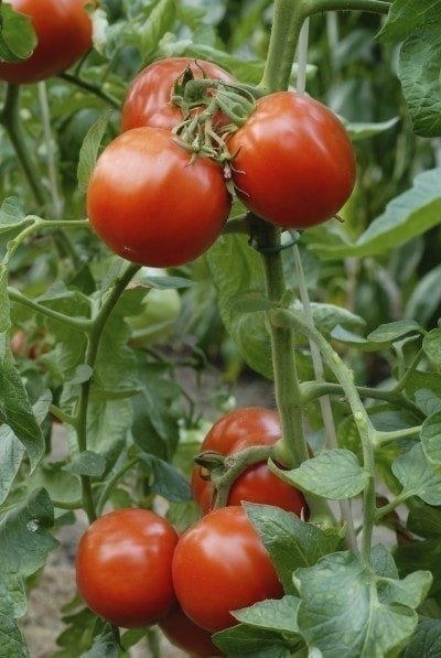 番茄厂