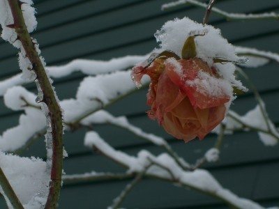 冬季玫瑰