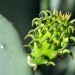 婴儿cactus1