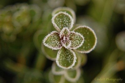 冰冷的植物