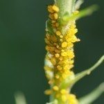 aphids1