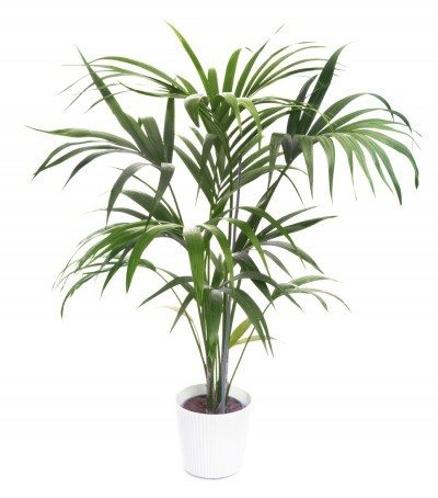 kentia palm1