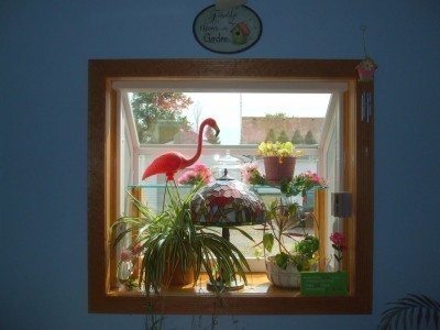 植物窗口