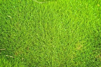 Zoysia Grass1.