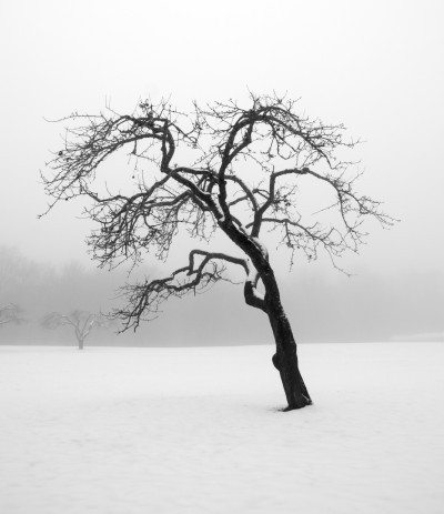 冬季兴趣树