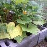 黄色的南瓜leaves1