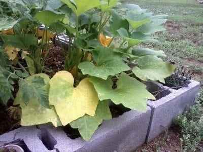 黄色的南瓜leaves1