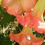 Brugmansia Blooms.