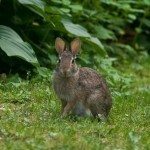 兔子在花园