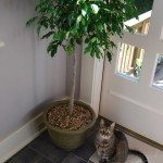 猫的植物
