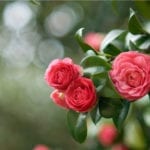Prune Camellia