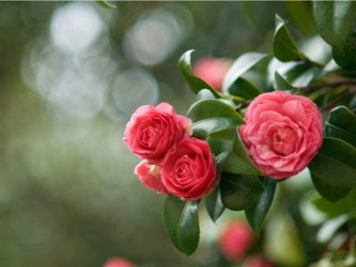 Prune Camellia