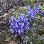岩石花园Iris1.