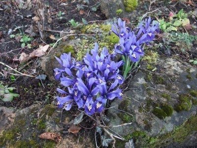 岩石花园iris1