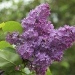 淡紫色bush1