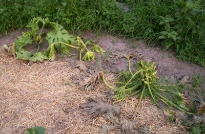 枯萎的南瓜植物