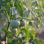 西红柿浇水