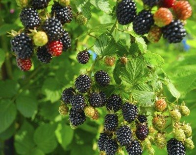 Blackberries1.