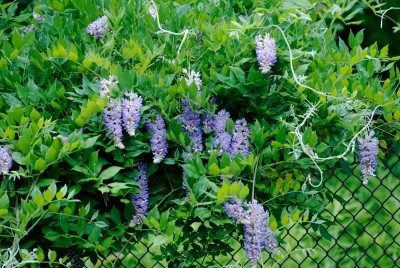 紫藤篱栅
