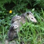 opossom