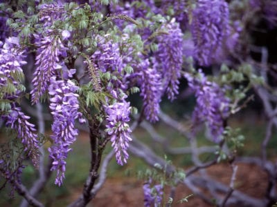 紫藤开花1