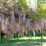 紫藤葡萄树