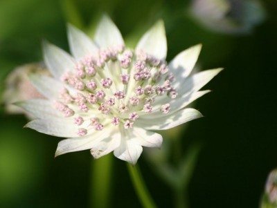 Astrantia Flower1.