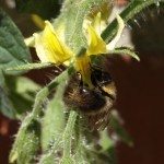 蜜蜂pollination1