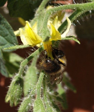 蜜蜂pollination1