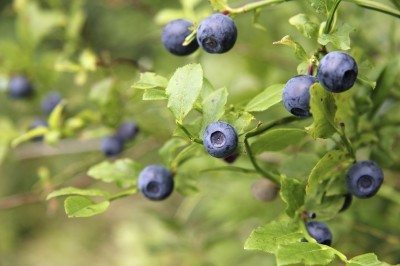 蓝莓植物2