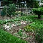 后院蔬菜garden1