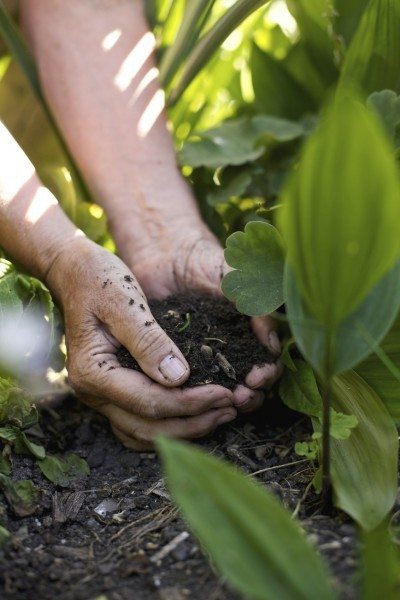 菜园soil2
