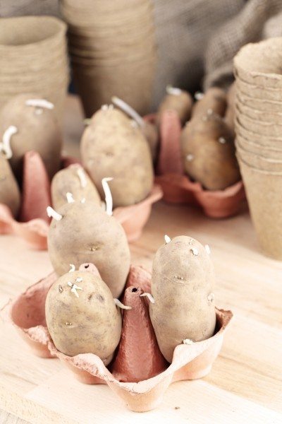 芽potatoes2