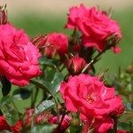 樱桃sunblaze roses1