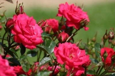 樱桃sunblaze roses1