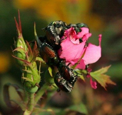 日本甲虫rose1
