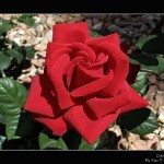 Kordes Rose