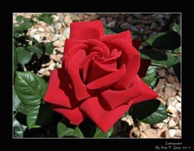 Kordes Rose