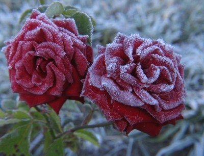 冬天的玫瑰