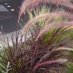 紫色喷泉草植物