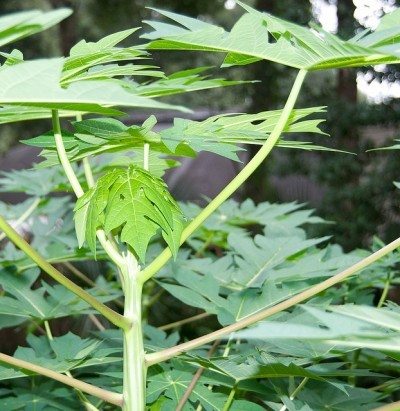 植物stem1