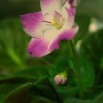 非洲紫罗兰flower1
