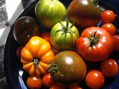 传家宝tomatoes1