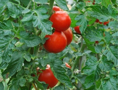 西红柿的照片
