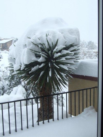 yucca snow1.