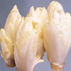 菊苣菊苣