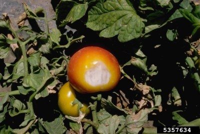 番茄sunscald1