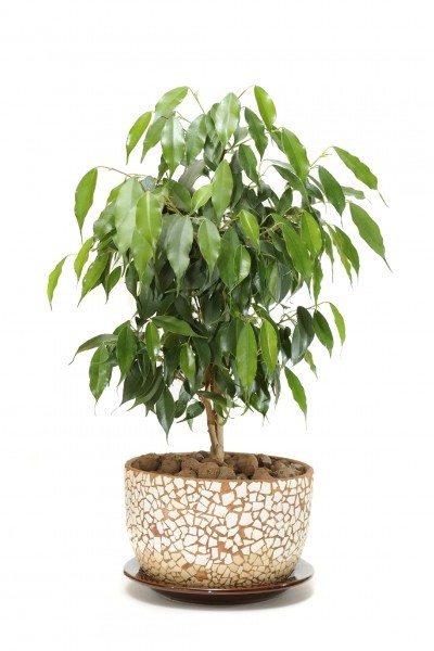 Ficus1.