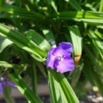 紫露草属1